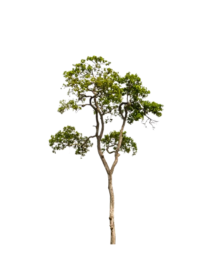 Global network sphere